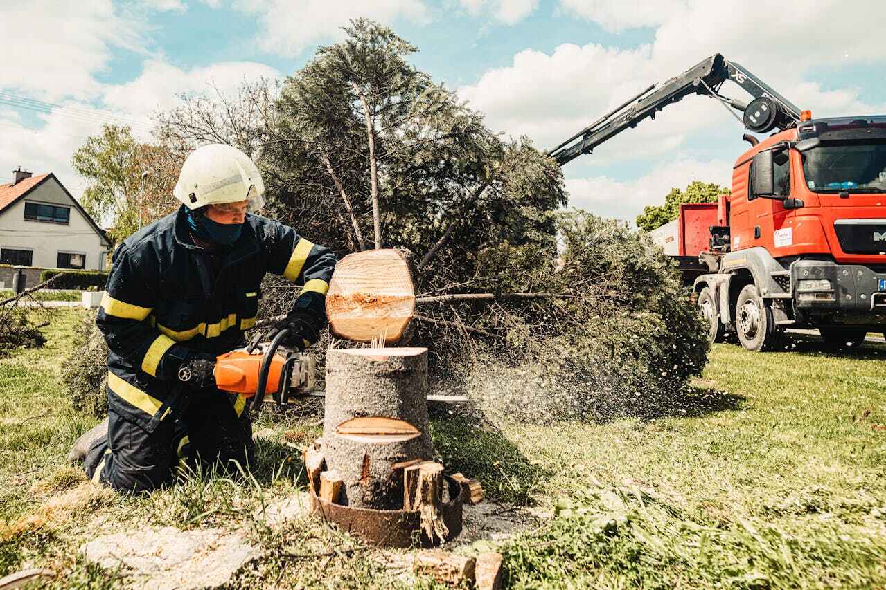 The Steps Involved in Our Tree Care Process in Minneapolis, MN